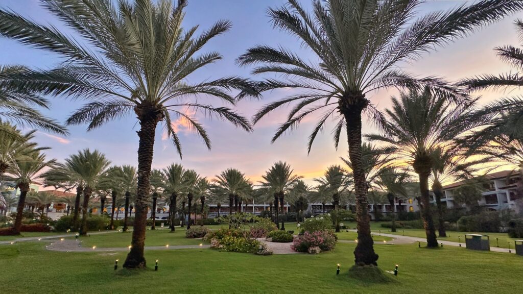 Palm trees lining the tropical gardens at Sandals Royal Cuaraco