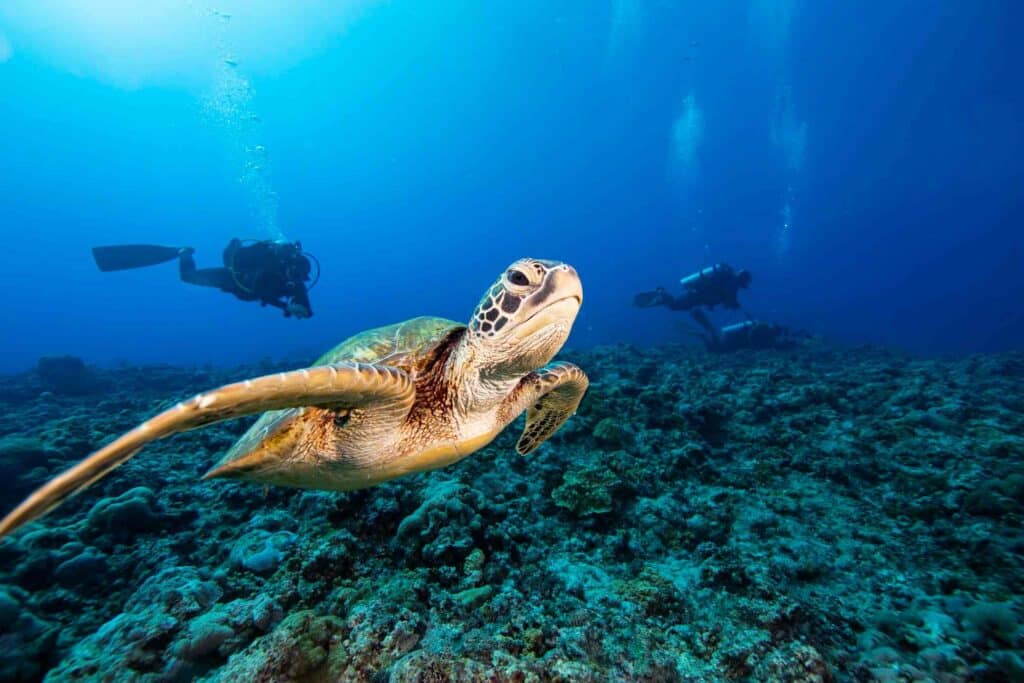 turtle spotting while diving with Sandals resorts